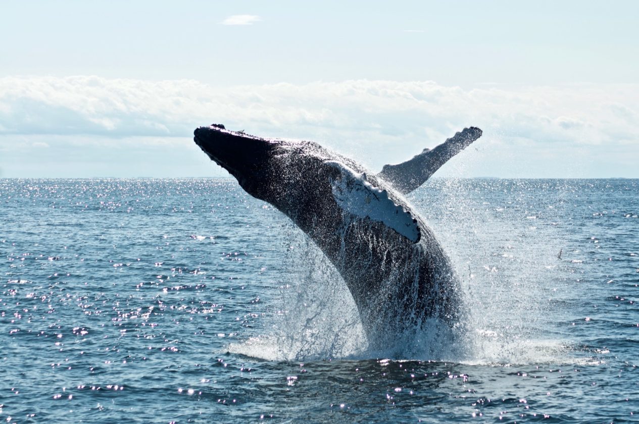 Best Time for Whales and Puffin Watching