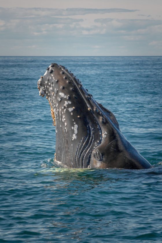 Whale Watching Tour Iceland