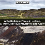 Álfholtsskógur Forest in Iceland