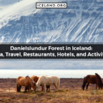 Daníelslundur Forest in Iceland