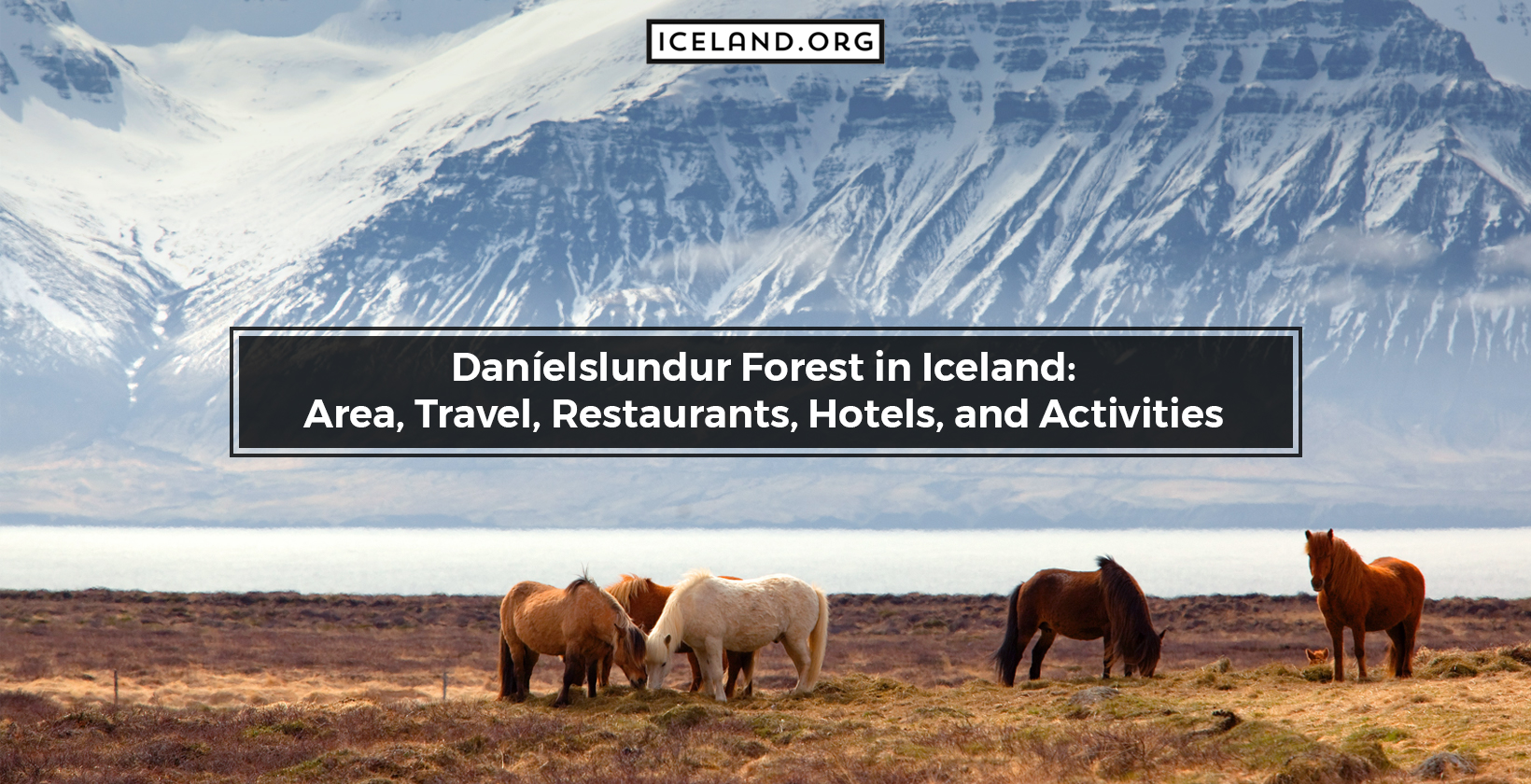 Daníelslundur Forest in Iceland