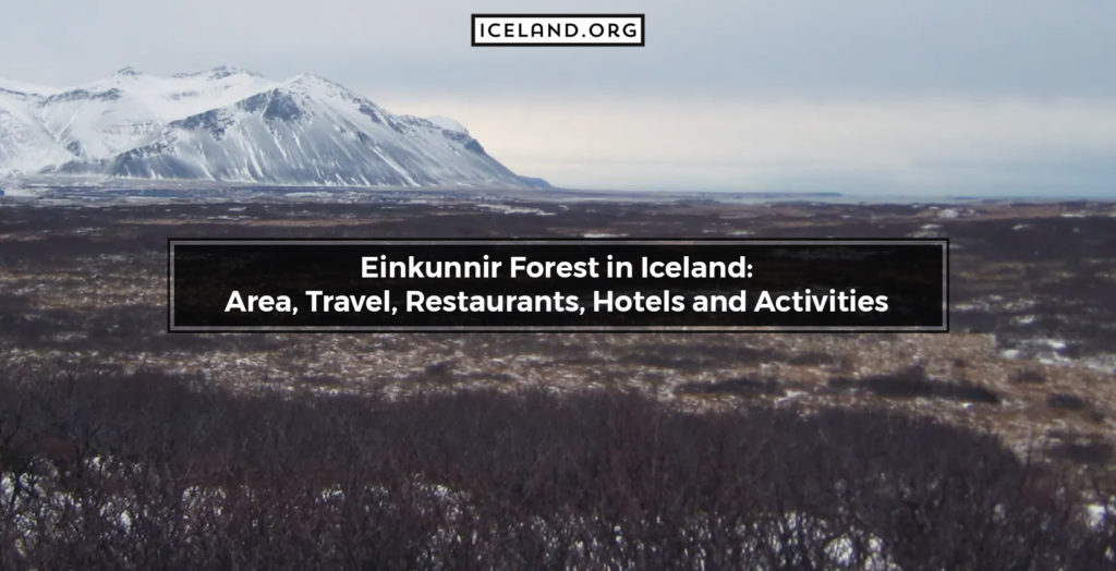 Einkunnir Forest in Iceland