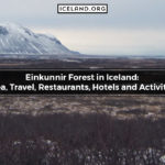 Einkunnir Forest in Iceland