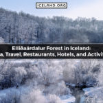 Elliðaárdalur Forest in Iceland