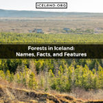 Forests in Iceland