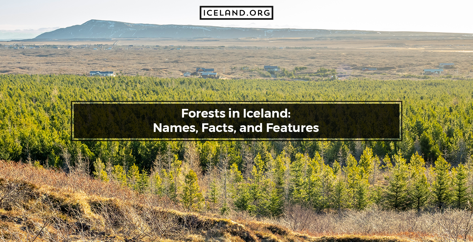 Forests in Iceland